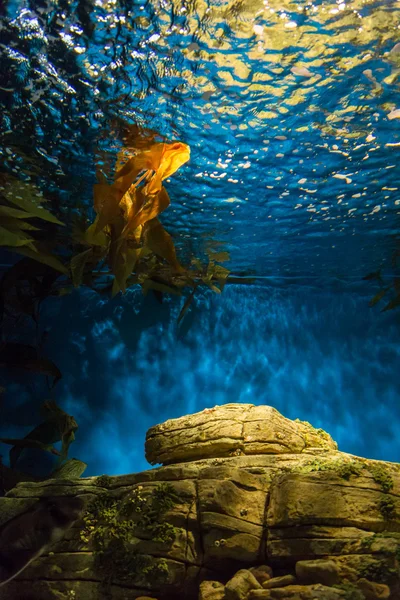 Fische im Ozeanarium in blauem Tiefenwasser — Stockfoto
