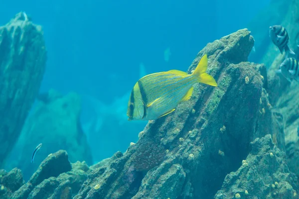 Peixe no oceanário em águas de profundidade azul — Fotografia de Stock