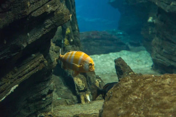 Peixe no oceanário em águas de profundidade azul — Fotografia de Stock