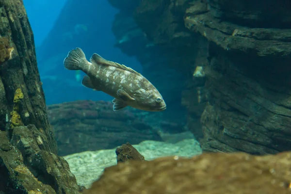 Peixe no oceanário em águas de profundidade azul — Fotografia de Stock