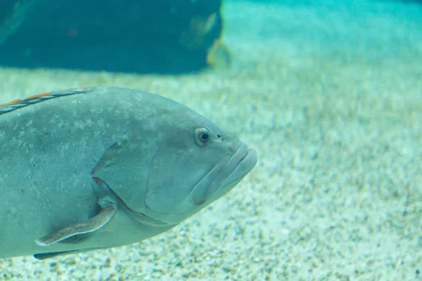 Peixe no oceanário em águas de profundidade azul — Fotografia de Stock