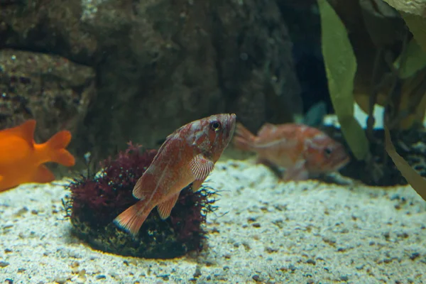 Peixe no oceanário em águas de profundidade azul — Fotografia de Stock