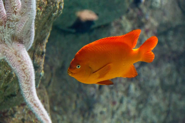 Vissen in het Oceanário de Lisboa in blauwe diepte water — Stockfoto