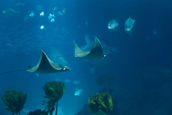 Peixe no oceanário em águas de profundidade azul Imagens De Bancos De Imagens Sem Royalties