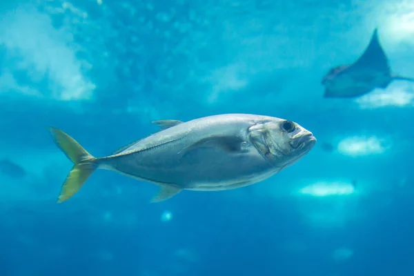 Τα ψάρια στο oceanarium στο βάθος μπλε νερό Εικόνα Αρχείου