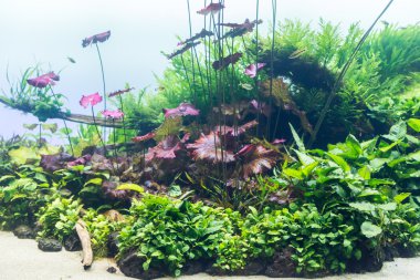 akvaryum su-bitki ve hayvanlar ile