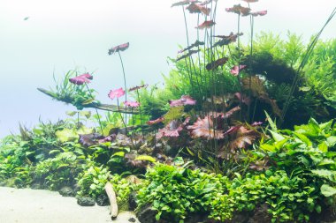 akvaryum su-bitki ve hayvanlar ile