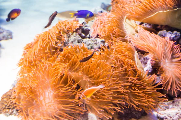 Unterwasser farbige Aktinien im Aquarium — Stockfoto