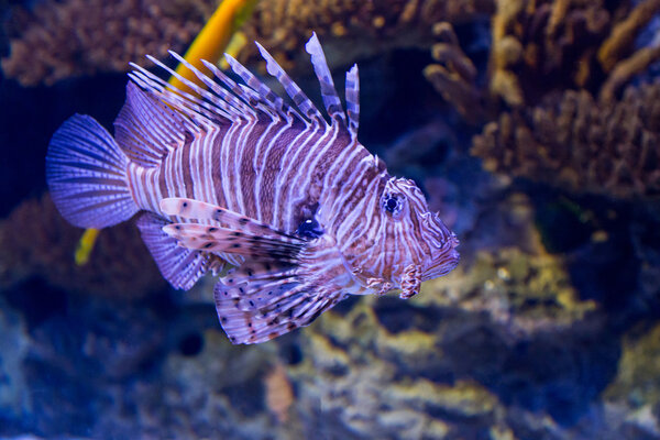 underwater colored lionfish in aquarium