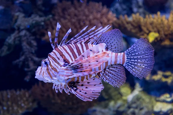수족관에서 수 중 색된 lionfish — 스톡 사진