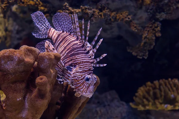 Peixe-leão de cor subaquática no aquário — Fotografia de Stock