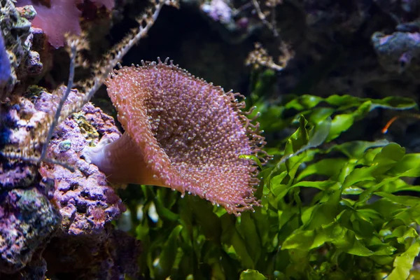 Actinia cor subaquática no aquário — Fotografia de Stock