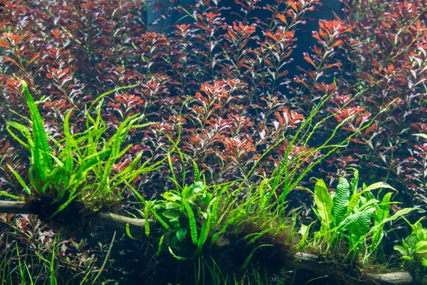 Acuario con plantas acuáticas y animales — Foto de Stock