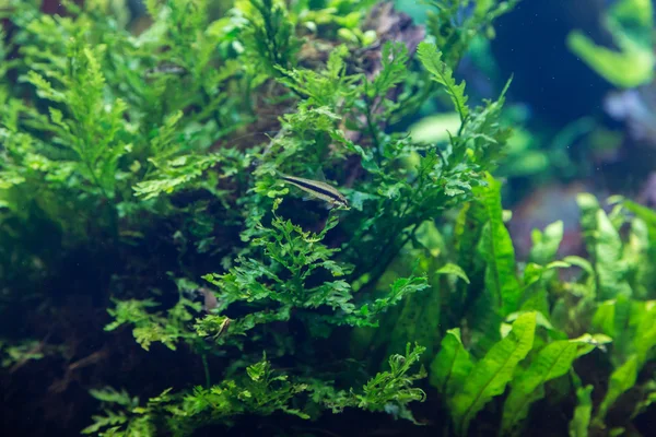 akvaryum su-bitki ve hayvanlar ile