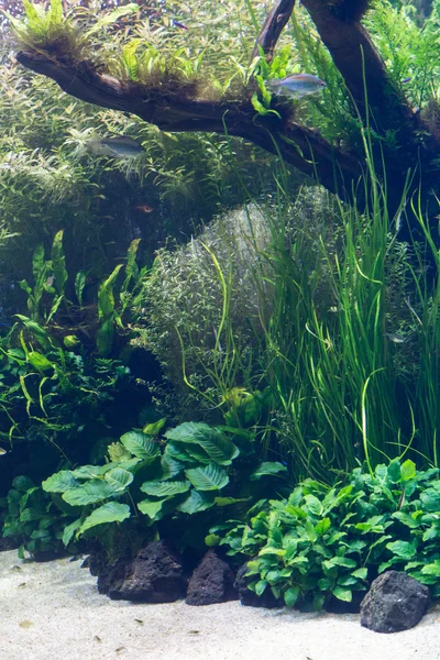 Акваріум з водяною рослиною і тваринами — стокове фото