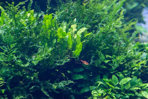 Акваріум з водяною рослиною і тваринами Стокове Фото