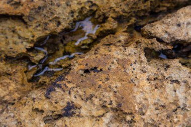 Su birikintisi üzerinden Atlantik kıyı şeridi ile portre taş