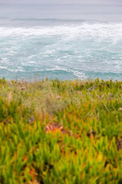 taşlar, bitkiler ve bulutlu gün içinde dolaşır sahil şeridine