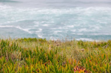 taşlar, bitkiler ve bulutlu gün içinde dolaşır sahil şeridine