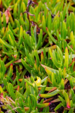 yaban hayatı etli bitkiler çiçekli