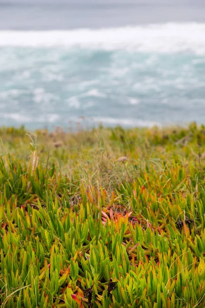 Coastline with stones, plants and surfs in cloudy day — Stock Photo, Image