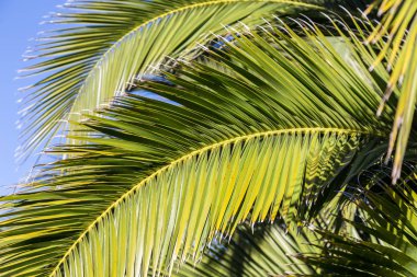 günde gölgeli ışık şube bir palmiye yaprakları