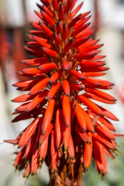 Aloe tesisi içinde dikey kırmızı çiçekli — Stok fotoğraf