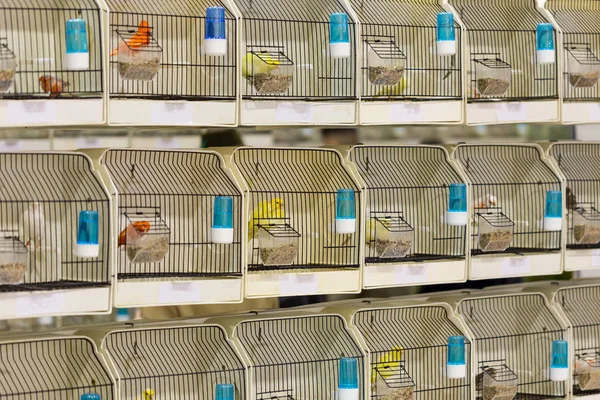 Aves decorativas en jaula en exposición —  Fotos de Stock