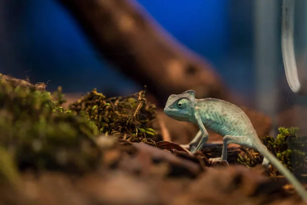 Small lizard in terrarium for home decor — Stock Photo, Image