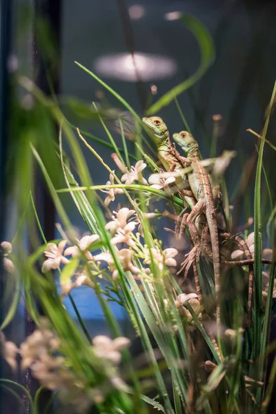 Small lizard in terrarium for home decor — Stock Photo, Image