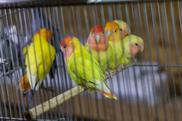 decorative birds in cage on exhibition