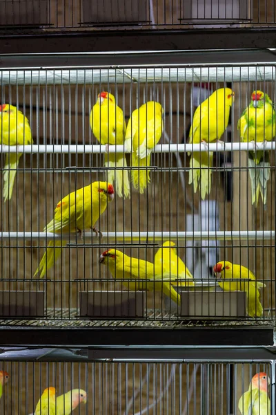 Decorative birds in cage on exhibition — Stock Photo, Image