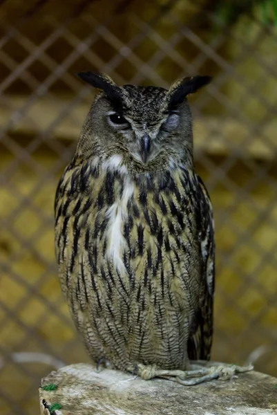 Big owl sitting on wooden in cage — Stock Photo, Image