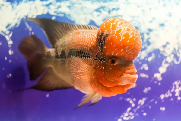 Closeup big aquarium fish the flower horn — Stock Photo, Image