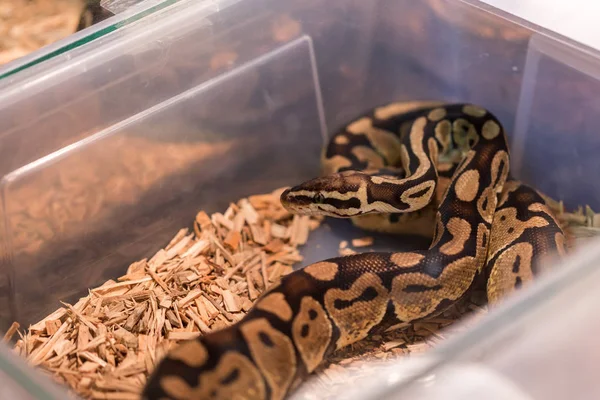 Cobra marrom em terrário para decoração de casa Fotos De Bancos De Imagens