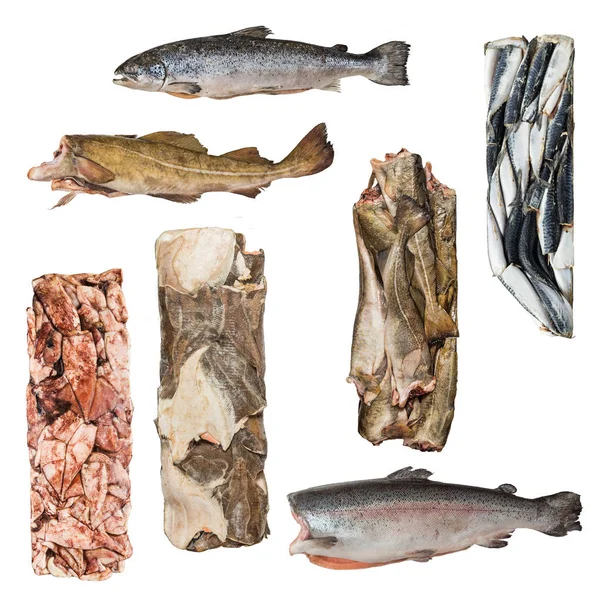 Set of a different frozen fish — Stock Photo, Image