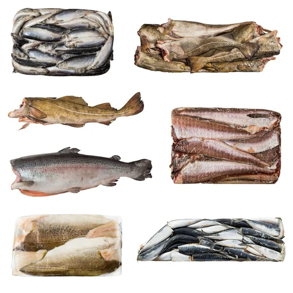 Set van een verschillende diepvriesvis — Stockfoto