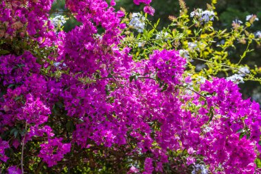 güneşli bir günde çiçeği kırmızı çiçekler ile bush