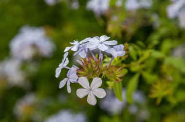 güneşli bir günde çiçeği beyaz çiçeklerle bush