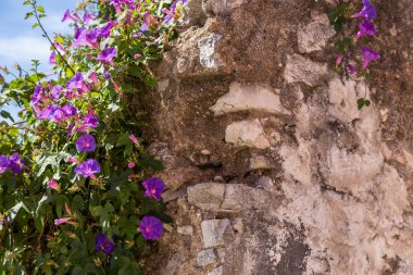 Güneşli yaz günde duvarda Mor çiçekli çalı