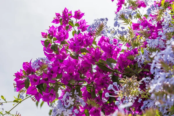 Bush with blossom red flowers in sunny day — Stock Photo, Image