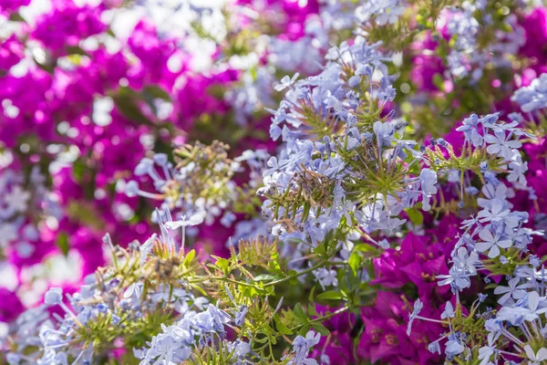 Bush with blossom red flowers in sunny day — Stock Photo, Image