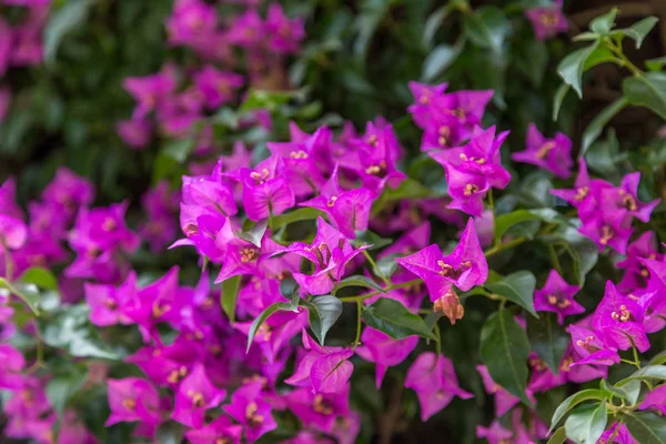 Bush with blossom red flowers in sunny day — Stock Photo, Image