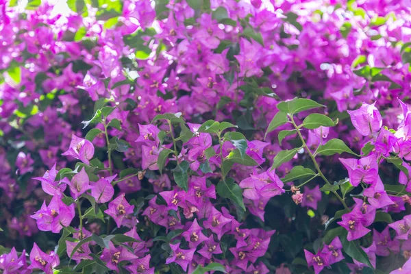 Bush with blossom red flowers in sunny day — Stock Photo, Image