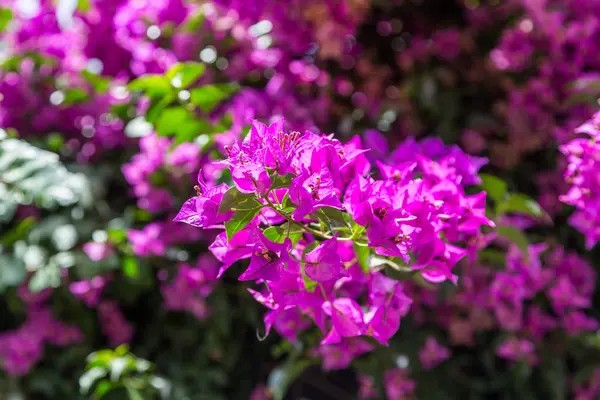 Bush with blossom red flowers in sunny day — Stock Photo, Image