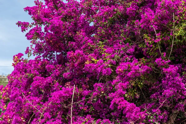 Bush with blossom red flowers in sunny day — Stock Photo, Image