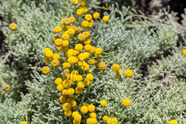 Malé žluté květy ve slunečný letní den — Stock fotografie