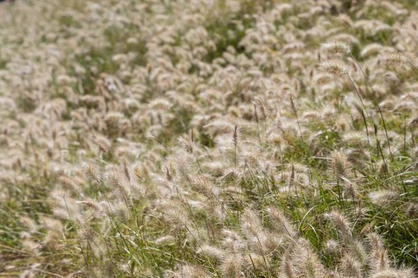 Campo de umas fábricas selvagens com o ponto fofo — Fotografia de Stock