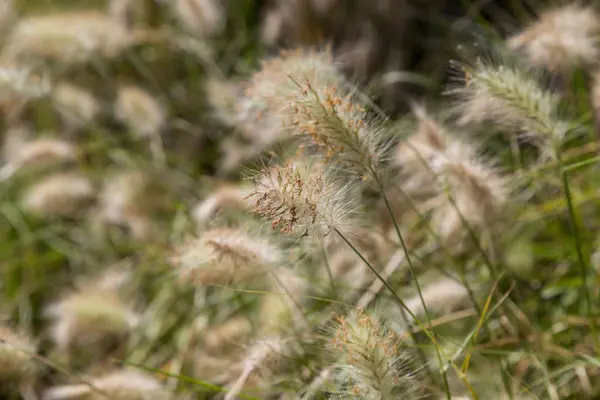 Campo de umas fábricas selvagens com o ponto fofo — Fotografia de Stock