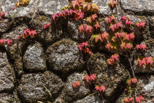 Closeup parede velha de rochas com mpss — Fotografia de Stock